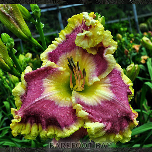 

Лилейник Барефут Бей (Barefoot Bay)