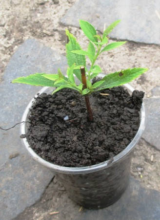 

Спирея японская Широбана. Укорененные черенки в контейнерах Д5.