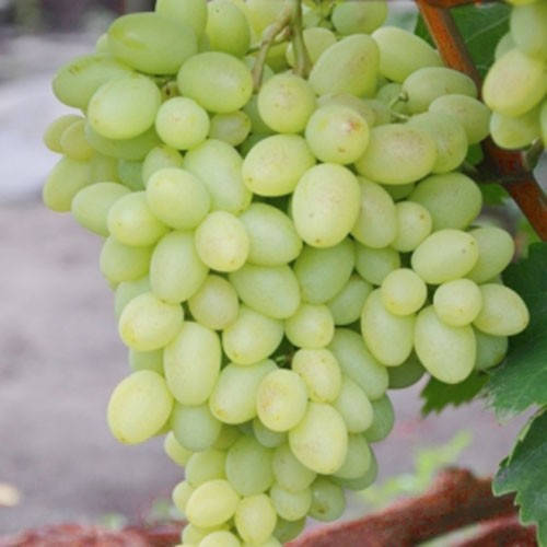 

Виноград кишмиш Бриз (саженцы)