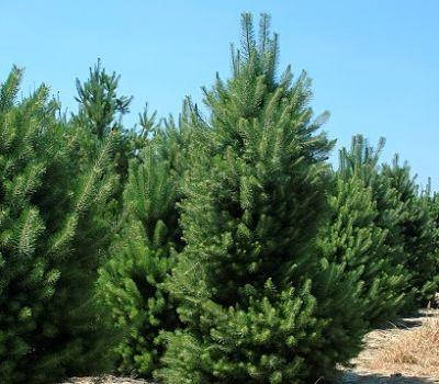 

Сосна черная Австрийская / Pinus nigra / austriaca, ЗКС, контейнер 1,5 л