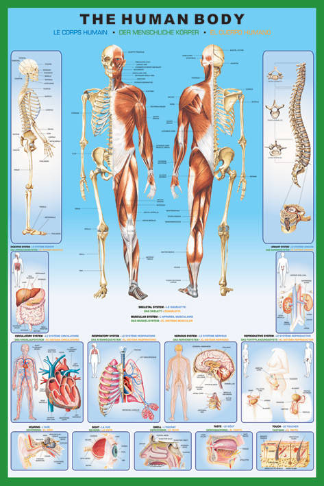 

Постер плакат "Тело Человека / The Human Body" (ps-00334)