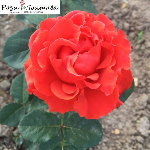 

Эль Торо (El Toro)