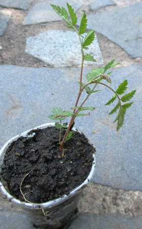 

Рябина красная. Сеянец в контейнерах Д5.