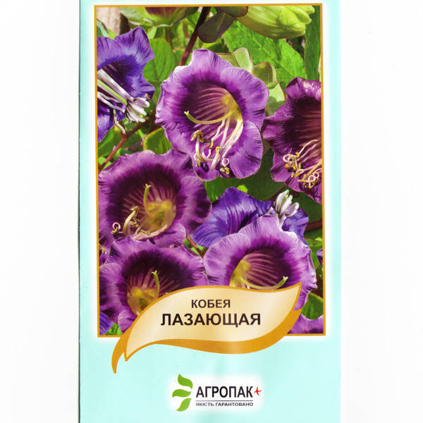 

Семена Кобея Ползучая Фиолетовая 10 шт, Фиолетовый