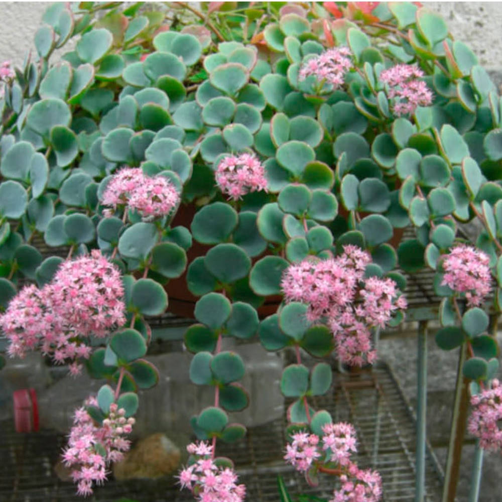 

Седум «Зибольда» Sedum «Sieboldii» (24)