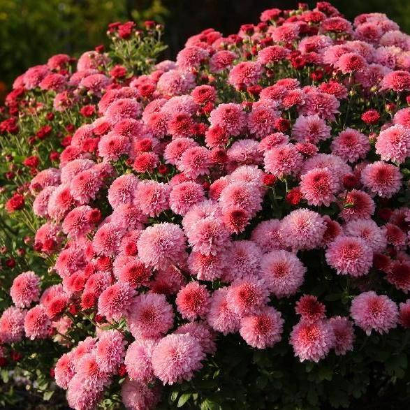 

Хризантема РАННЯЯ мультифлора МОЛФЕТТА