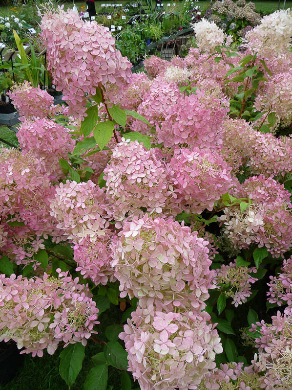 

Гортензия метельчатая Фантом, С3 / Hydrangea paniculata Phantom