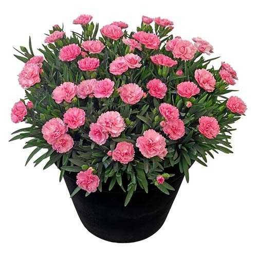 

Гвоздика Primo Pink в горшке 0.4л