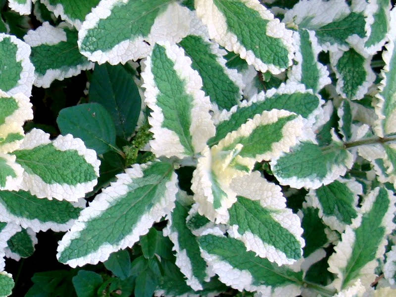 

Мята душистая «Variegata», с комом земли
