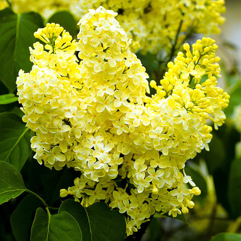 

Сирень Primrose (саженцы)