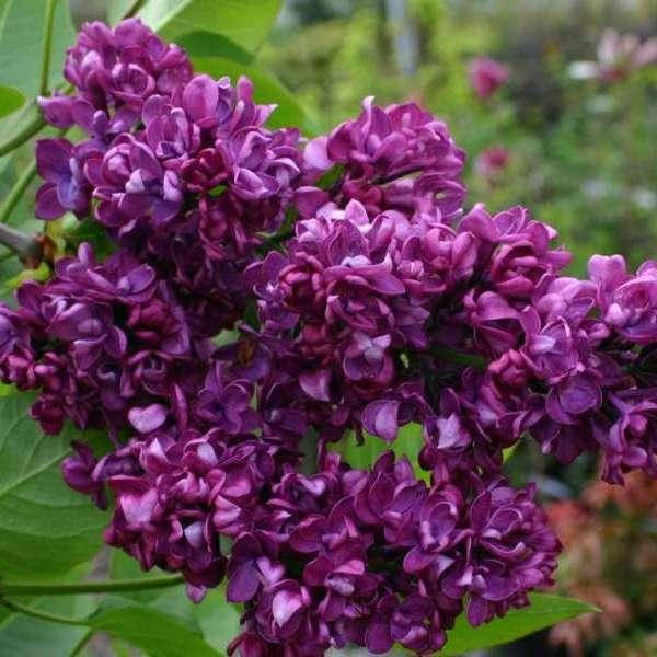 

Сирень кустовая Шарль Жоли