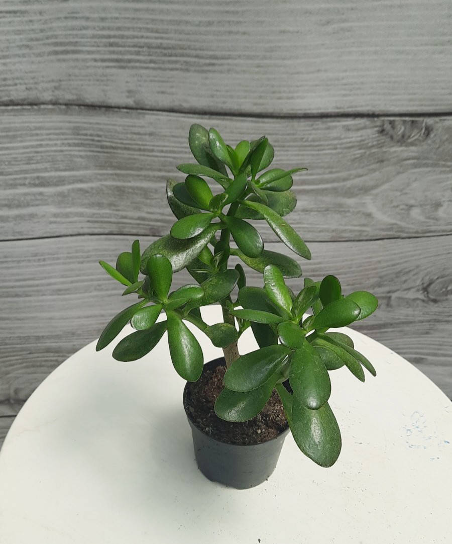 

Красула (денежное дерево), Зелёный