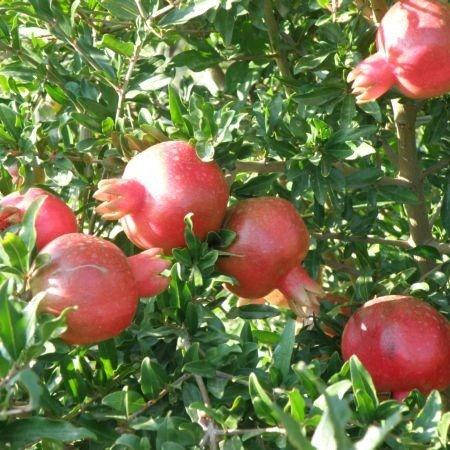 

Саджанці вуличного рожевого гранату "Гюлоша"