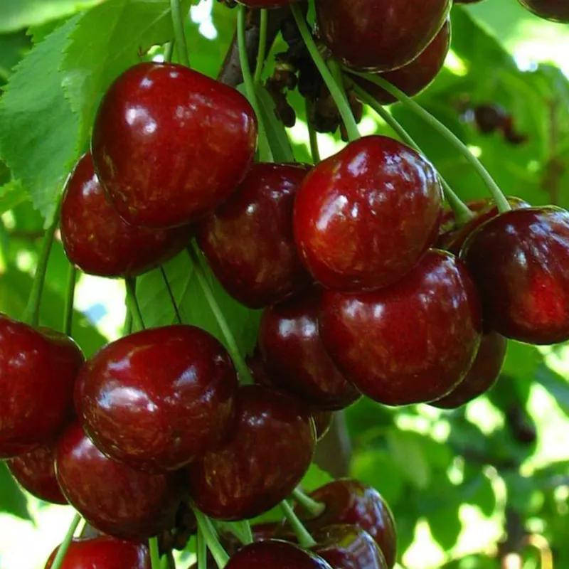 

Черешня "Гермередорфская" (летний сорт, поздний срок созревания)