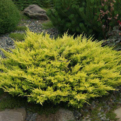 

Саженцы Можжевельника горизонтального Лайм Глоу (Juniperus horizontalis Lime Glow) Р9