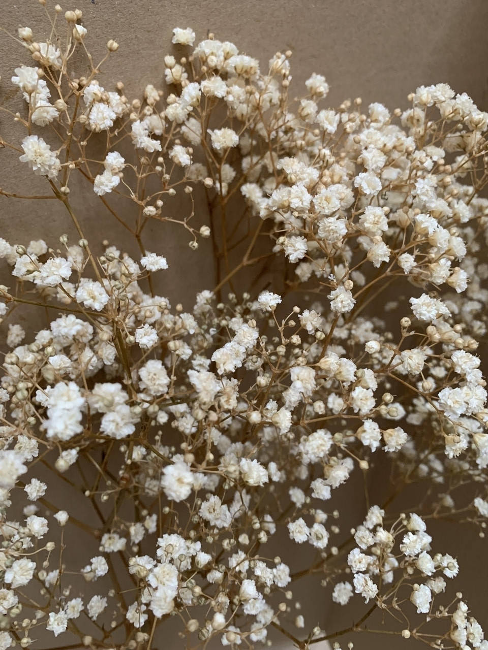 

Гипсофила стабилизированная, натуральная (50 гр.)