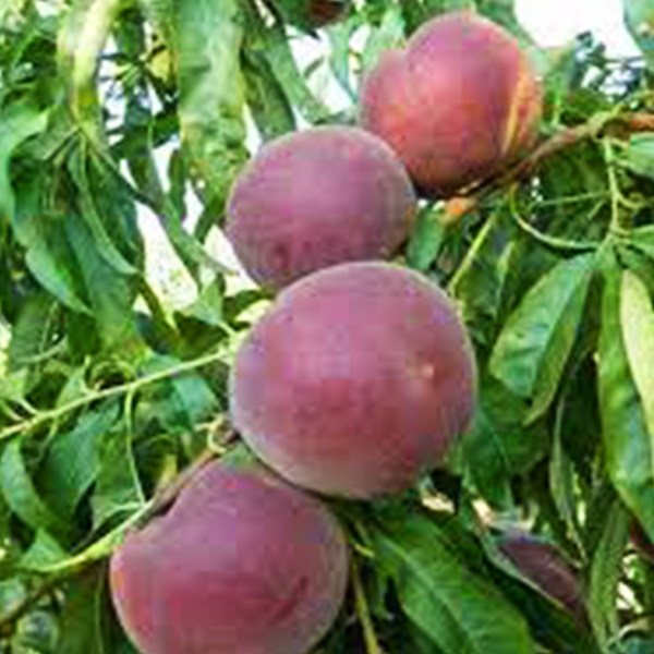 

Саженцы персика «Свит Дрим» - 2-летний