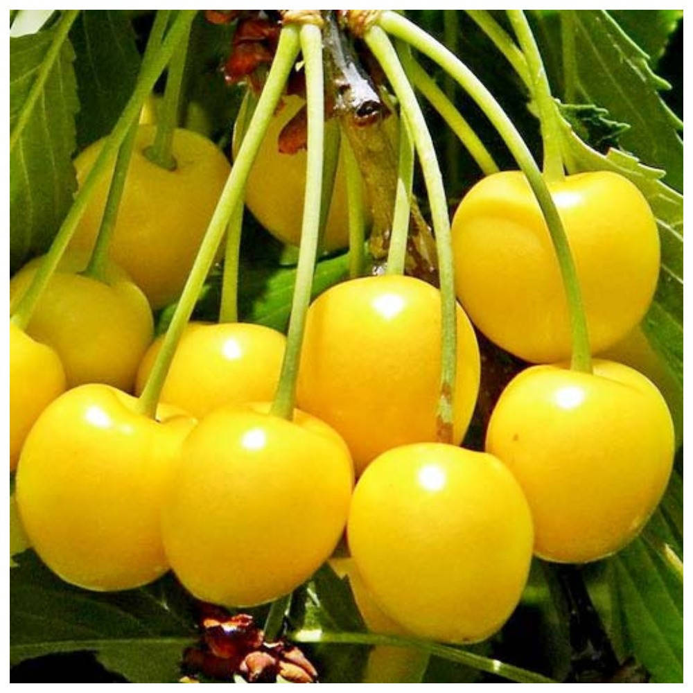 

Черешня колоновидная Мертон Глори