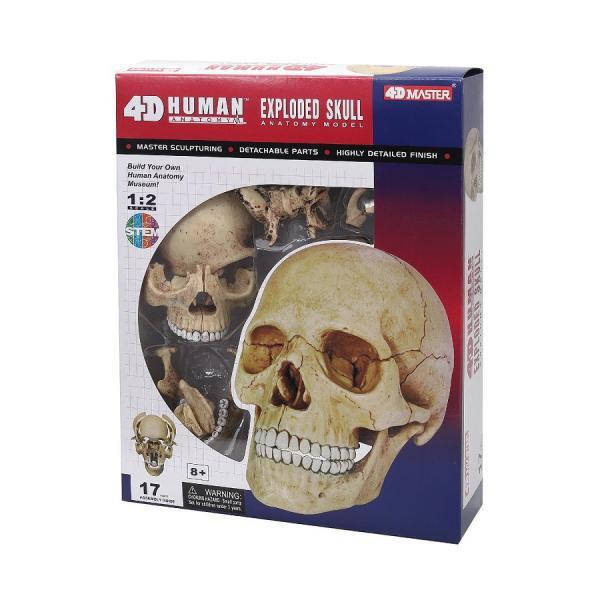 

Объемная анатомическая модель 4D Master Череп человека