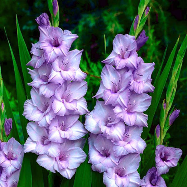 

Гладиолус Blue Tropic 12/14 Луковицы, Синий