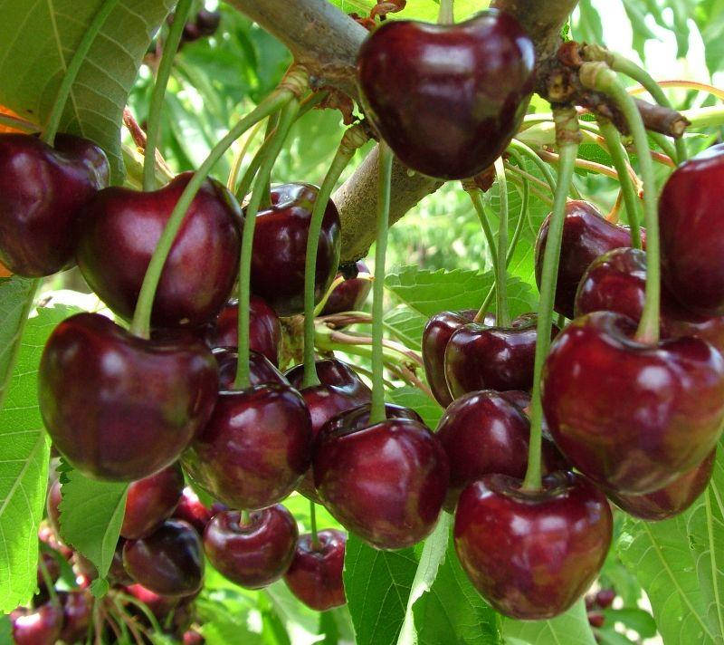 

Черешня "Сказка" (весенний сорт, ранний срок созревания)