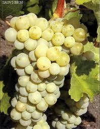 

Виноград СОВИНЬОН блан (саженец привитой)