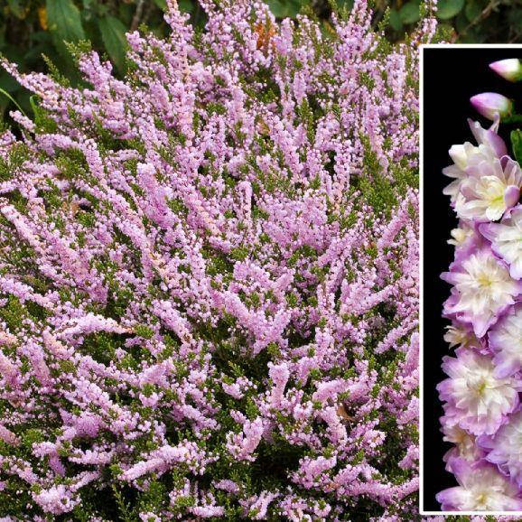 

Вереск Рандор, Calluna