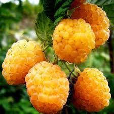 

Малина ЗОЛОТИСТЫЙ ГИГАНТ