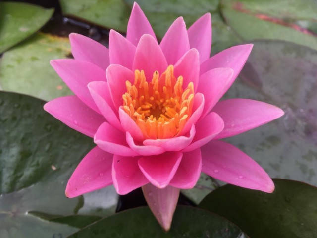 

Нимфея «Пинк Опал» (Nymphaea «Pink Opal») (взрослое растение)