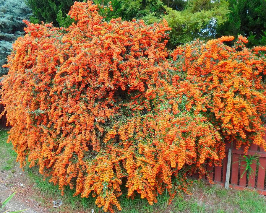 

Пираканта узколистная Orange Glow
