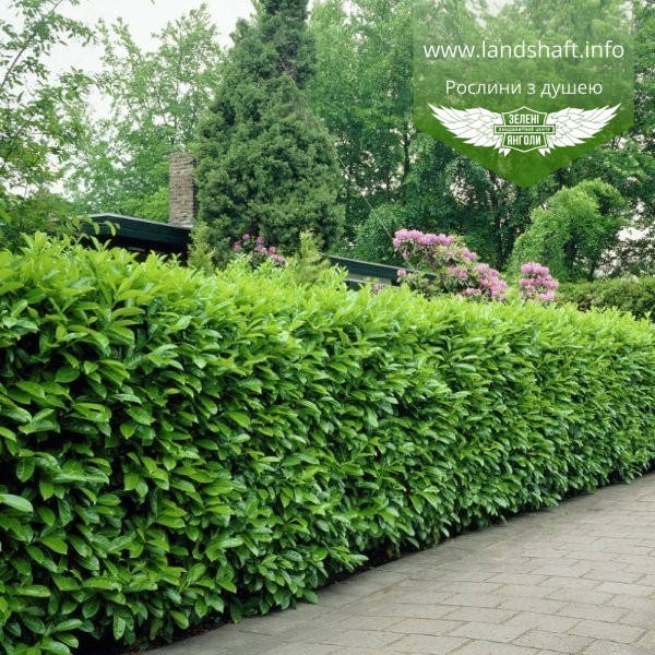 

Prunus laurocerasus 'Novita', Лавровишня 'Новіта',C2 - горщик 2л