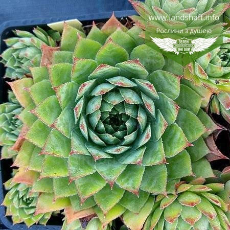 

Sempervivum 'BigSam Chrome Green', Молодило 'БігСем Кром Грін',C2 - горщик 2л