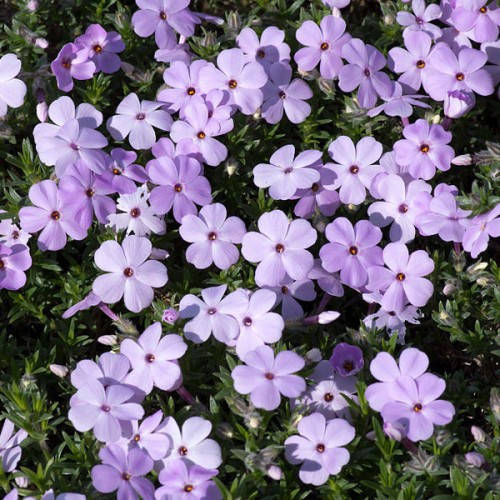 

Флокс Дугласа 'Lilac Cloud'. Контейнер 0,5 л