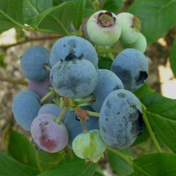 

Голубика Спартан ранняя, Vaccinium corymbosum Spartan