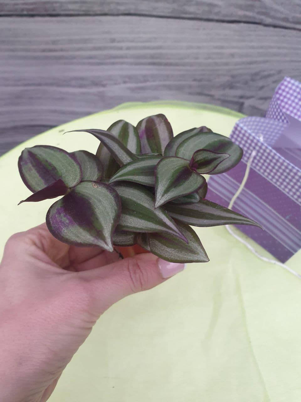 

Традисканция 7см диаметр горшка., Зелёный