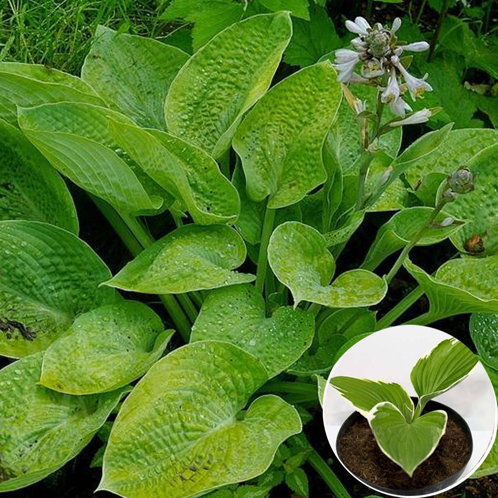 

Саженец Хоста в горшке 0,5 л Aspen Gold