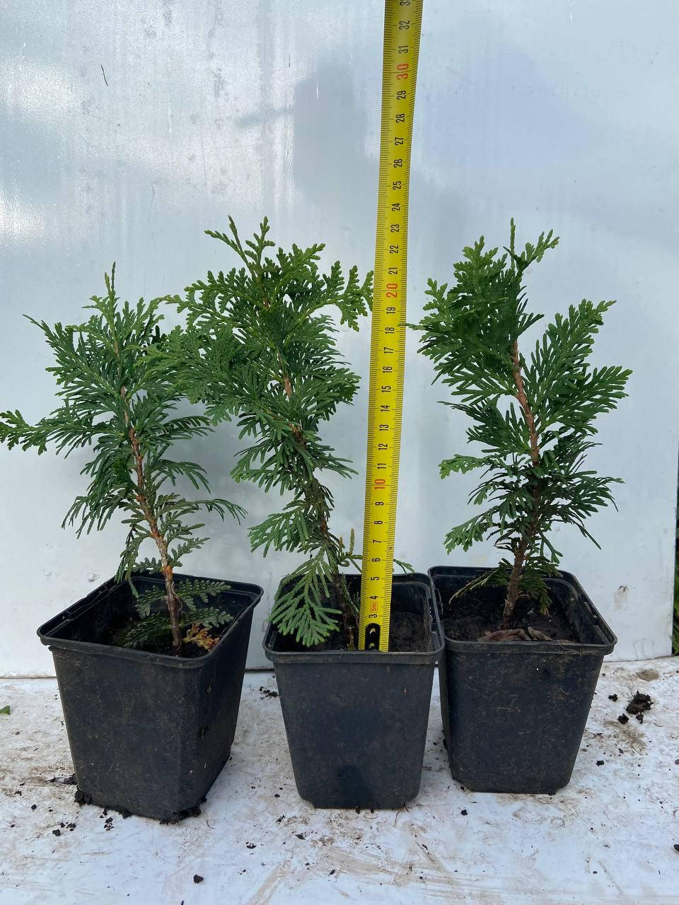 

Туя западная Спиралис (Thuja occidentalis Spiralis) 20-23 см
