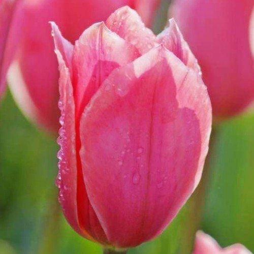 

Тюльпан Albert Heijn 3 шт