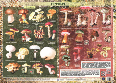 

Плакат. Їстівні та отруйні гриби