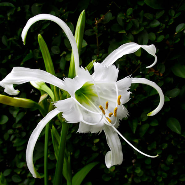 

Луковицы Гименокаллис Zwanenburg