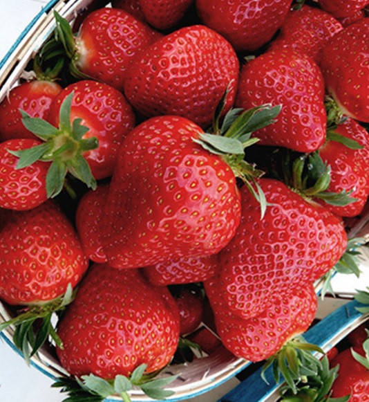 

Рассада клубники ранней десертной Клери. Открытый корень, в горшочках и кассетах