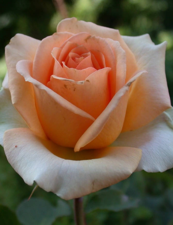 

Роза Версилия (Rosa Versilia)
