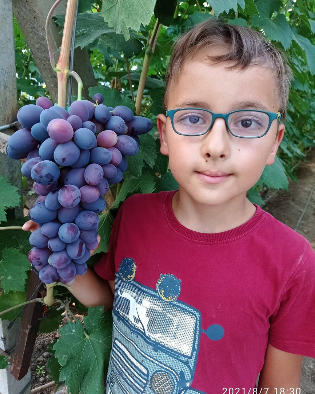 

Виноград Торнадо саджанці