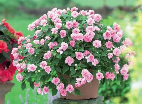 

Семена Бальзамин ампельный махровый Яблоневый цвет Athena F1 5 шт, Floranova, Оранжевый