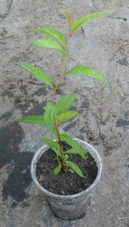 

Спирея японская Кантри ред. Укорененные черенки в контейнерах Д5.