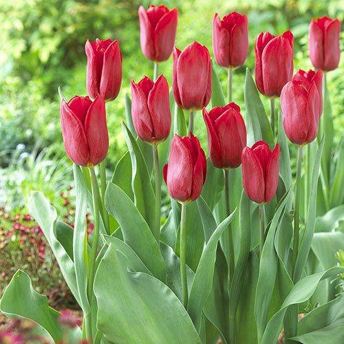 

Тюльпан Strong Love (луковицы) 3 шт