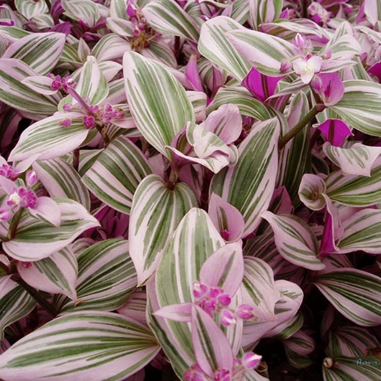 

Традесканция Нанук, Tradescantia Nanouk, Розовый