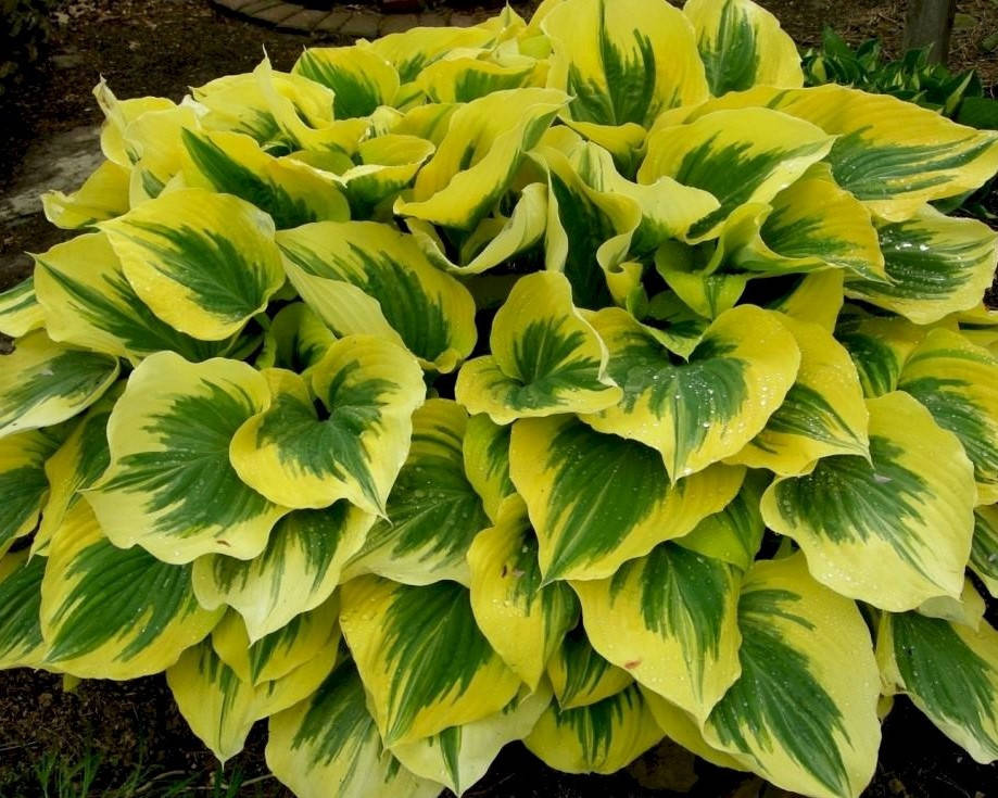 

Хоста Liberty 1 рік, Хоста Либерти, Hosta Liberty