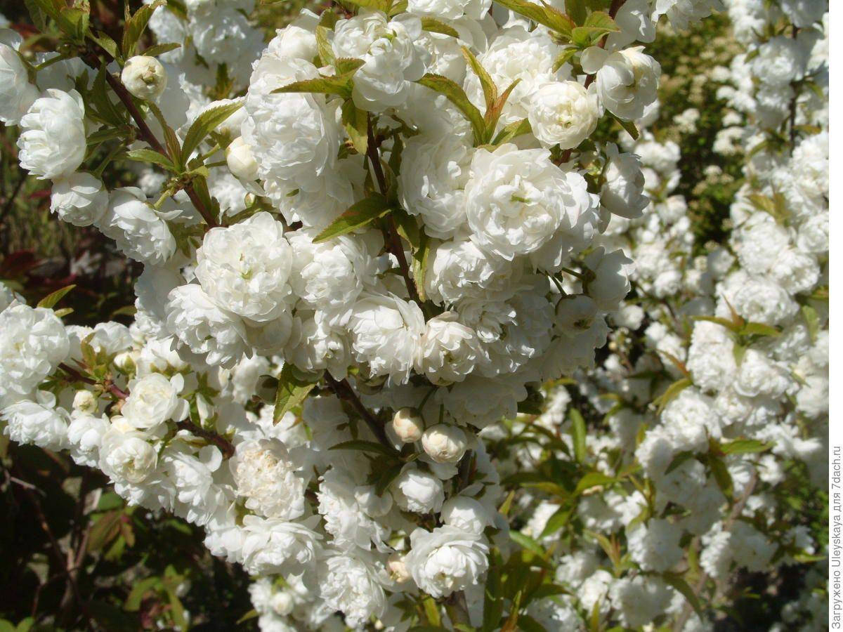 

Декоративный миндаль Белоцветущий