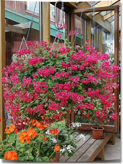 

Семена Пеларгония плющелистная ампельная Рич Аут Hot Pink 3 шт Floranova, Оранжевый